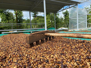 Healthy Organic Arabica Green <b>Coffee</b> <b>Bean</b> Vietnam Origin Non-GMO Gluten-Free Whole Grain Nutritious Food Bulk Supply Factory - Product Image 6