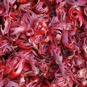 เครื่องเทศมาซแห้งเกรดสูง คุณภาพส่งออก สำหรับอุตสาหกรรมอาหารขายส่ง ราคาตลาดดีที่สุด - Product Image 4