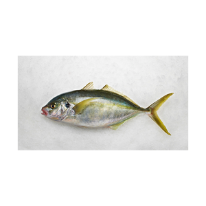 Suministro a granel de pescado kwi kwi congelado de calidad exportación, listo para distribuidores y mercados minoristas. - Product Image 4