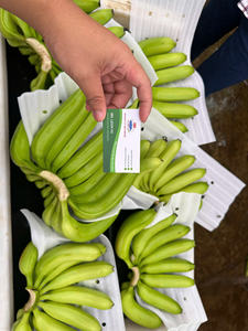 Bananas Cavendish de alta calidad cultivadas en Vietnam, sabor cremoso dulce y piel limpia envasadas para exportación y uso en supermercados - Product Image 5