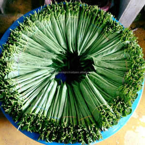Hojas de Betel Frescas Premium, Hojas de Paan Verdes Naturales de Bangladesh, Calidad de Exportación a Granel, Hojas de Betel Frescas Premium, Hojas de Paan Verdes Naturales - Product Image 4
