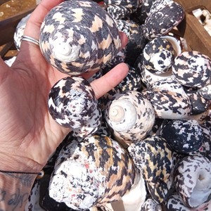 Ornements d'aquarium au prix le plus bas, coquillages pour décoration, coquillages naturels, coquillages marins - Product Image 6