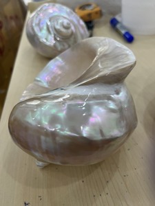 เปลือกหอยมาร์มาทาตัสสุดหรู: เปลือกหอยมุกสีรุ้ง |   เปลือกหอยสีเขียวขนาดใหญ่ลายแถบสำหรับตกแต่งบ้านริมชายหาด - Product Image 4