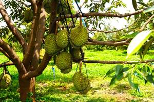 Pulpa de Durian Congelada al por Mayor para Importadores Globales - Product Image 5