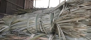 Hojas de Palma Secas Teñidas de Calidad de Exportación |   Material Decorativo Secado al Sol para Producción en Masa |   Suministro Ecológico de Origen Vietnamita Confiable - Product Image 6