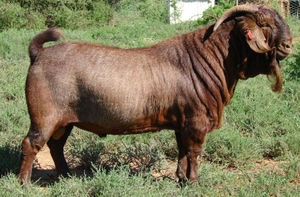Proveedor Mayorista de Cabras Rojas Kalahari para Criadores de Cabras y Empresas Agrícolas NMF (PVT) LTD Sudáfrica - Product Image 2