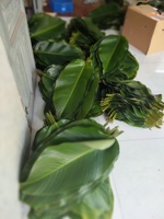 Feuilles de Dong entières pour emballer le gâteau Chung, emballage en vrac, feuilles de Dong fraîches pour l'emballage alimentaire