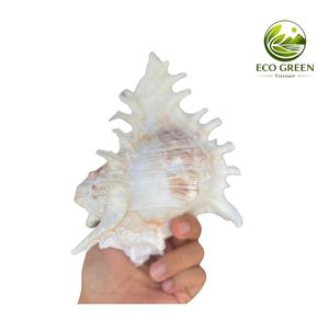 เครื่องประดับเปลือกหอยหนามธรรมชาติ ขัดเงา สัมผัสเหมือนจริง ธีมโมเดิร์น สีขาว ด้านในสีชมพู สำหรับตกแต่งบ้าน - Product Image 4