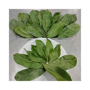 Hojas de Guanábana Secas Naturales, Hoja Entera de Graviola Orgánica para la Fabricación de Bebidas, Venta al por Mayor a Granel, Exportación Directa de Fábrica - Product Image 1