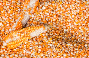 Granos de Maíz Amarillo Premium a Granel para Alimentación Animal y Procesamiento de Alimentos, Sin GMO, Alta Calidad, Disponible en Empaques a Granel - Product Image 6