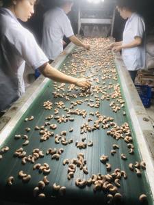 Noix de cajou de qualité supérieure du Vietnam W320 W240 W180 |   Noyaux de noix de cajou crus et grillés |   Exportation en gros d'usine - Mme Tarina - Product Image 5