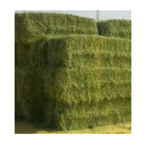 Foin d'herbe de Rhodes de qualité supérieure aliments pour animaux séchés du Pakistan double balles compressées pour la consommation de porcs, de bovins et de chevaux - Product Image 2