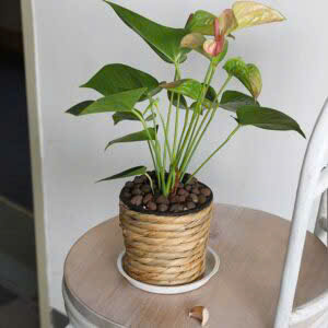 Cesta de Jacinto de Agua Tejida a Mano, Ecológica, Personalizable, Diseño OEM, para Macetas y Jardines, Superventas - Product Image 3