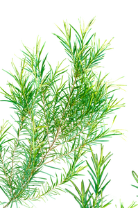 ผู้ผลิตน้ำมันหอมระเหยทีทรีแบบขายส่ง คุณภาพสำหรับน้ำหอมและผลิตภัณฑ์ปรุงน้ำหอม ส่งออกทั่วโลก - Product Image 4