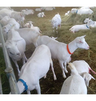 Venta al por mayor de cabras lecheras vivas de primera calidad, cabras de cría registradas de la raza Saanen de Sudáfrica, NMF (PTY) LTD, larga vida útil