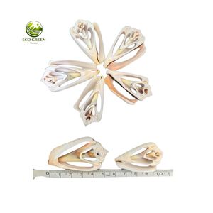 Cortes de Conchas Marinas Decorativas al por Mayor, Piezas Naturales de Conchas Oceánicas para Manualidades de Joyería y Adornos para el Hogar - Product Image 2