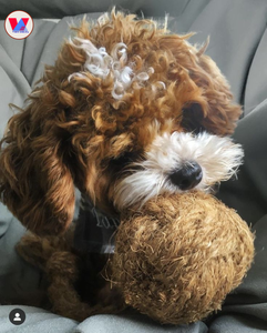 Jouet en forme de boule en coque de noix de coco naturelle - Jouet à mâcher durable et écologique - Boule biodégradable pour le soin dentaire des animaux de compagnie - Product Image 3