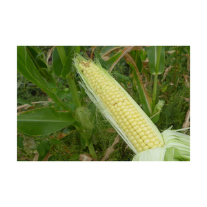 ข้าวโพด GMO พรีเมียมขายส่งยอดนิยม คุณภาพดี เกรดอาหาร พร้อมส่ง คุณภาพดีที่สุดสำหรับการส่งออก - Product Image 4