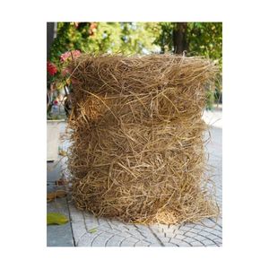 MOST WANTED Rice Straw For Efficient Cattle Feed Nutrition Supply And Mushroom Cultivation Growing Material Cargo Units Box - Product Image 1