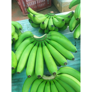 Bananes vertes Cavendish de qualité supérieure, fraîches et non mûres, pour la cuisson, la friture, l'ébullition et l'utilisation commerciale - Product Image 4