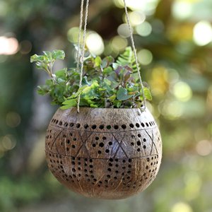 Mini macetas para plantas, las más vendidas, ecológicas, de cáscara de coco. - Product Image 5