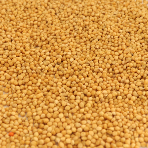 Meilleur Millet de Qualité Supérieure en Gros, Vente en Vrac, Qualité Alimentaire, Prêt à Expédier, Approvisionnement Export - Product Image 1
