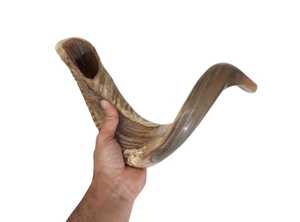 Shofar de Cuerno de Carnero Natural Religioso de Alta Calidad de 20 Pulgadas con Piel Natural |   El Mejor Shofar Hecho a Mano con Cuerno de Carnero para Principiantes - Product Image 6