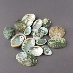 Seashell for home decor sage burning <b>abalone</b> <b>shell</b> large mini sea <b>shells</b> wholesale manufacturer - Product Image 5