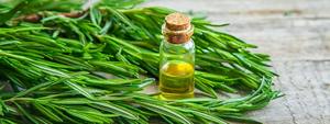 Premium <b>Rosemary</b> Essential <b>Oil</b> <b>Natural</b> Plant Extract for Wellness - Product Image 6