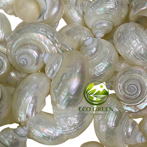 Coquilles turbo naturelles vietnamiennes polies pour la décoration d'aquarium, habitat pour crabes ermites, projets de bricolage, style maison de bord de mer - Product Image 3
