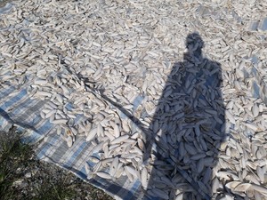 กระดูกปลาหมึกแคลเซียมสูงสำหรับนกแก้ว หอยทาก และเต่า ผู้ขายและผู้ส่งออกกระดูกปลาหมึก ขนาด 5-10 ซม. กระดูกปลาหมึกเวียดนามคุณภาพพรีเมียม 27 - Product Image 2