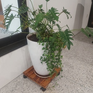 High Quality Acacia Square Shape Wooden Lockable Plant Caddy Wood Patio <b>Pot</b> Plant <b>Holder</b> Round Plant Cart 360 Degree - Product Image 4