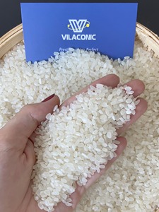 Arroz Calrose Premium Botan, Arroz Japonés de Grano Mediano, Suministro a Granel para Venta al por Mayor, Textura Suave y Pegajosa, Samie Vilaconic - Product Image 5