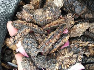 Materia Prima de Noni Seco para Fabricantes de Bebidas Herbales y Líneas de Producción de Alimentos Funcionales - Product Image 3