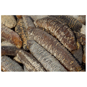 Compradores de pepino de mar seco al por mayor/ Pepino de mar seco de grado A de alta calidad - Product Image 2