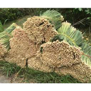 น้ำมันหอมระเหยตะไคร้หอมออร์แกนิคพรีเมียม เวียดนาม |   คุณภาพมาตรฐานสากล - Product Image 3