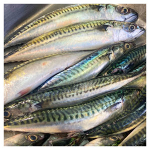 ปลาทะเลคุณภาพสูง ปลาทูน่าแช่แข็งแบบบล็อก / ปลาทูน่า - Product Image 2