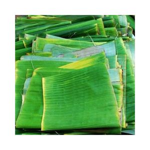 ดีลสุดคุ้มเวียดนาม คุณภาพดี ใบตองสด 100% มาตรฐานส่งออก อายุการเก็บรักษา 12 เดือน สำหรับส่งออก 99 โกลด์ ดาต้า จอยซ์ - Product Image 3