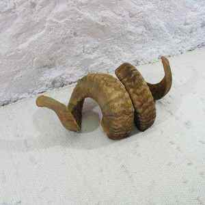 Par de Cuernos de Shofar Premium, Cuernos de Carnero Naturales Hechos a Mano de la Mejor Calidad, Instrumento Musical Tradicional Duradero para Uso Religioso - Product Image 4
