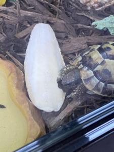 กระดูกปลาหมึกยักษ์แบบยั่งยืน ขายส่งจำนวนมาก คุณภาพสูงสุด ผู้ส่งออกจากเวียดนาม - Product Image 6