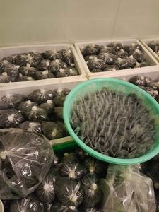 LA MEJOR OPCIÓN/ UVAS DE MAR FRESCAS/ CAVIAR VERDE/ ALGAS DESHIDRATADAS DE VIETNAM DE ALTA CALIDAD DELICIOSAS 100% NATURALES/ ANNA DO - Product Image 5