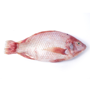 Pescado Tilapia Roja Congelada IQF de Primera Calidad, Entera, Sabor Fresco, 20 kg, Suministro Profesional de Calidad - Product Image 3
