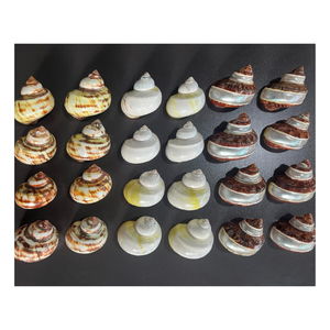 เปลือกหอยมุกขัดเงาหยกเทอร์โบ งานฝีมือสไตล์สัตว์ทะเล ของที่ระลึกเปลือกหอยธรรมชาติสีเขียว งานฝีมือทำมือที่ทนทาน ของขวัญงานฝีมือ - Product Image 5