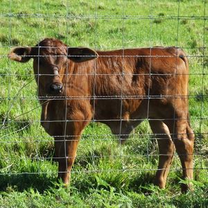 Advanced Weave 5x164 ft Farm Enclosures Long Lasting and Secure Galvanized Steel Wire Mesh Farm Fence - Product Image 3
