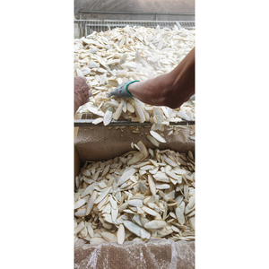 Os de Seiche Séché et Frit sous Vide de Qualité Supérieure, Friandise Naturelle à Mâcher pour Oiseaux : Perroquet, Budgie, Pinson, Canaris, Volière – Fournitures pour Animaux de Compagnie - Product Image 1