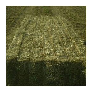 Heno de Pasto Rhodes al por Mayor, Forraje Seco Premium para Alimentación de Ganado y Nutrición Animal - Product Image 4