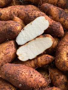 มันเทศขาวแช่แข็งพร้อมปรุง/คุณภาพสูง/เหมาะสำหรับผู้จัดจำหน่ายขายส่งและผู้ผลิตอาหารสำเร็จรูป/คุณอลีนา - Product Image 4