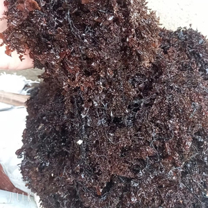 ผู้ส่งออกชั้นนำ-สาหร่ายสาหร่ายแห้งจากเวียดนาม /ms.thi - Product Image 1