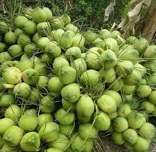 มะพร้าวน้ำหอมเวียดนามและมะพร้าวสดทรงเพชร |   อายุการเก็บรักษาที่ยาวนานสำหรับการส่งออก - Product Image 4