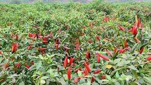 Premium IQF Frozen <b>Red</b> <b>Hot</b> Chili Pepper Whole Stemless Food Grade Vietnam Origin Bulk Supply - Product Image 6